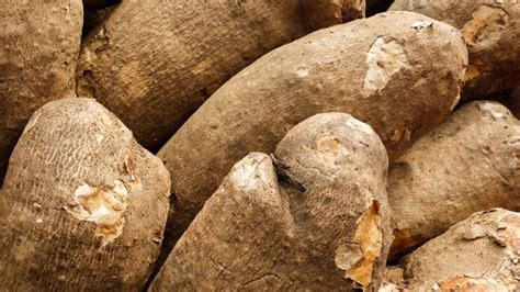 Nigeria accounts for 47m metric tonnes of global yam production ― Expert