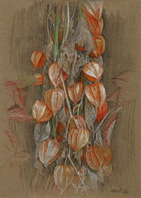 Physalis alkekengi by bielebny on DeviantArt