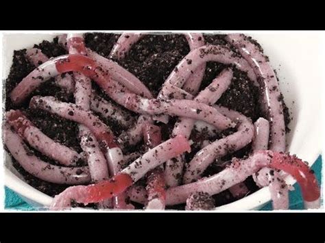 easy to make jello worms with oreo cookies | Jelly worms, Oreo cookies, Jello worms