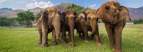 Elephant Sanctuary - South Tours travel agency in Patong Beach Phuket Thailand