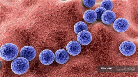 Streptococcus pyogenes bacteria. 3D computer illustration of Streptococcus pyogenes, or group-A ...