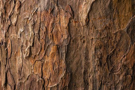 Texture Brown Tree Bark In Closeup Photography Bark Image Free Photo