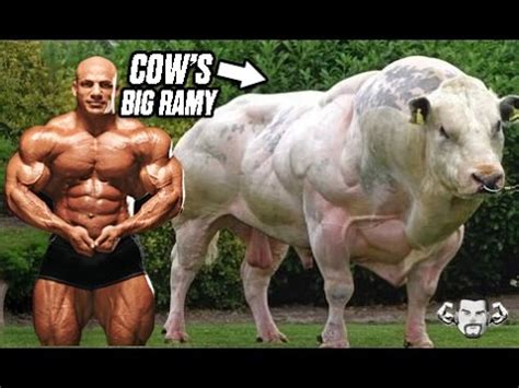 A Muscular Cow That Looks Like ''Big Ramy'' - Freak Of Nature Or Cruel Steroid Experiment - YouTube