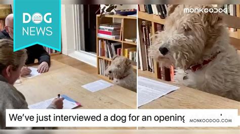 Dog-Interview Went Viral After How He Replied In Interview - Monkoodog