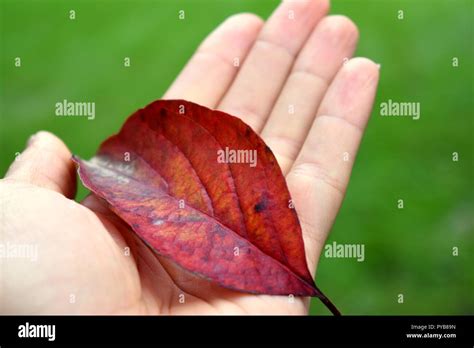 Holding a leaf hi-res stock photography and images - Alamy