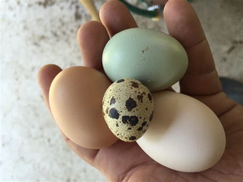 Eggs: Golden Sex Link, White Jersey Giant, Easter Egger, Coturnix quail ...