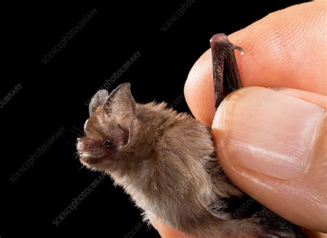 Kitti's hog-nosed bat - Stock Image - C055/9542 - Science Photo Library