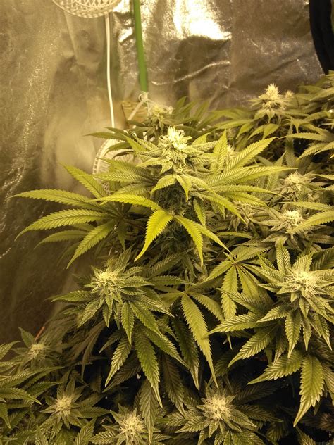 Strain-Gallery: Death-Star (Clone Only Strains) PIC #14101801749565681 by Ryguy45