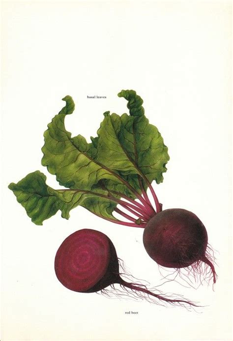 Vintage 1960s Basal Beet Color Illustration Book Page to Frame | Etsy ...