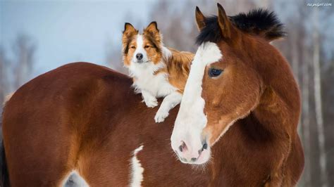 Border collie na grzbiecie brązowego konia