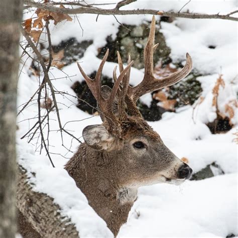 Amateur wildlife photographer captures photo of rare 3-antlered deer | CBC Radio