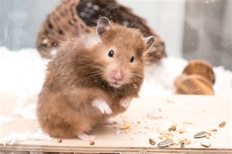 How Big Should a Hamster Cage Be? What the Research Says