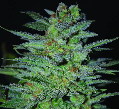 OG Kush (Expert Seeds) :: Cannabis Strain Info