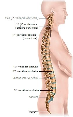 rachis ou colonne vertébrale - LAROUSSE