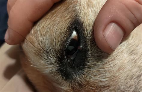 Dog has a lump on eyelid - Pets Stack Exchange