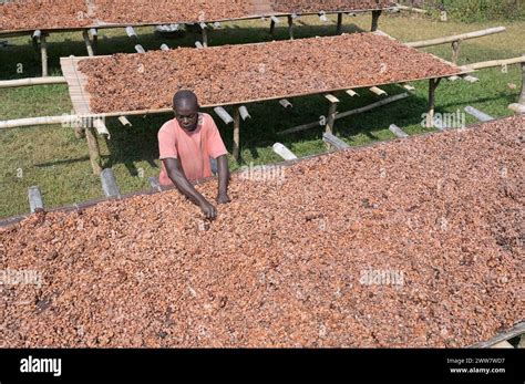 GHANA, Eastern region, Nkawkaw, cocoa farm , harvest and processing ...