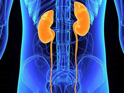 Azotemia causes, types, symptoms, diagnosis and azotemia treatment