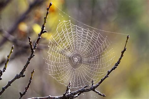 File:Spider web with dew drops03.jpg - Wikipedia