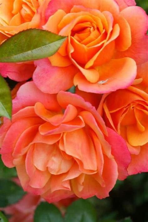 Brass Band Roses Love Rose, My Flower, Pretty Flowers, Cactus Flower, Fleur Orange, Pink And ...