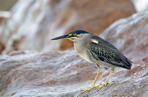 The Striated Heron (Butorides striata) - A Stealthy Fish Hunter