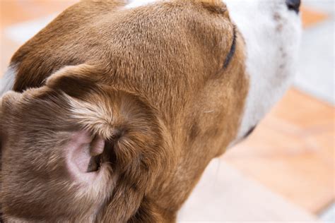 Tackling Dog Ear Infections: Expert Tips For Prevention And Treatment!