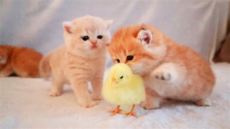 Very Cute Kittens Playing