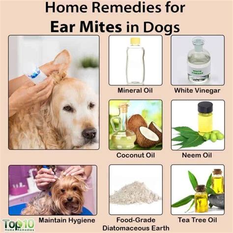 Home Remedies for Ear Mites in Dogs | Top 10 Home Remedies | Dog remedies, Natural health ...