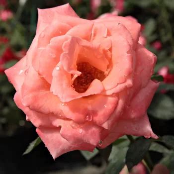 Sweet Promise - hybrid Tea - pink - intensive fragrance - Order Roses Online - 🌹 PharmaRosa®