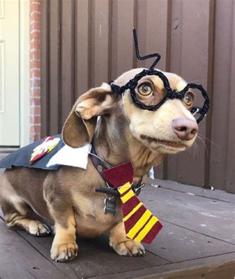 The 55+ Greatest Dachshund Costumes EVER – Page 6 – The Paws