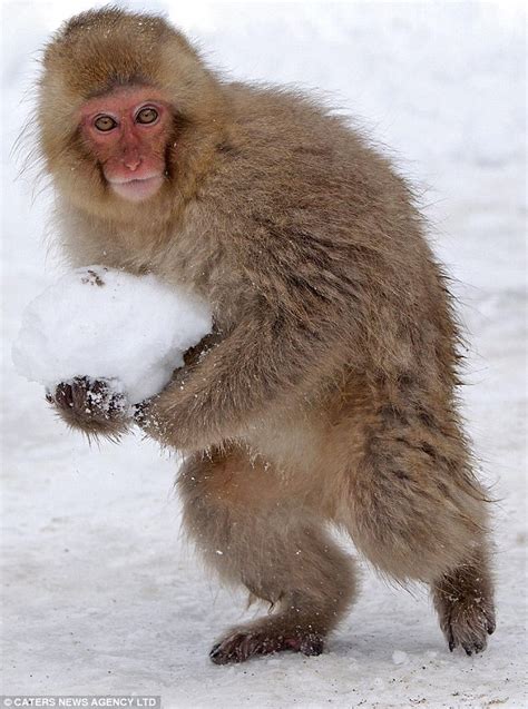 FARK.com: (5118303) The cutest monkey snowball fight you'll see all day