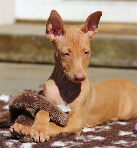 Pharaoh Hound | Pharaoh hound, Pharaoh hound puppies, Hound breeds