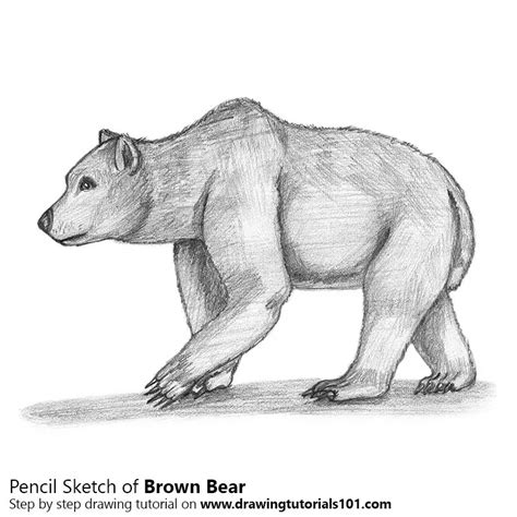 Brown Bear Pencil Drawing - How to Sketch Brown Bear using Pencils ...