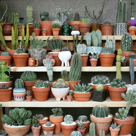 Best cactus collection! Happy to see my ceramic planters in it via ...