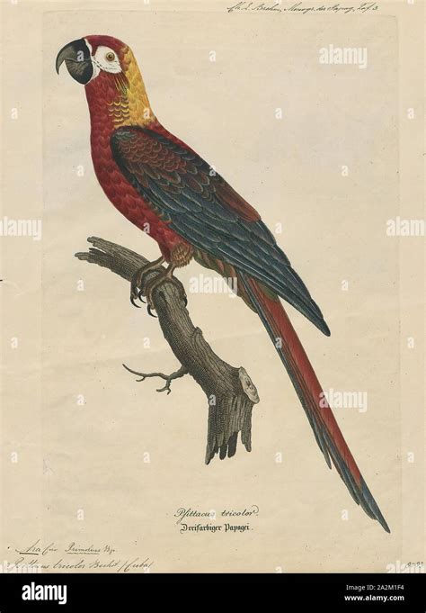 Extinct jamaican red macaw hi-res stock photography and images - Alamy