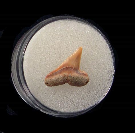 Hammerhead Shark Teeth - Shark Teeth & Fossils