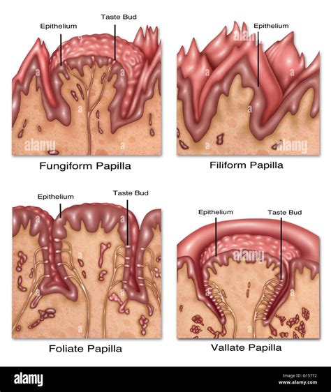 Taste buds papillae Cut Out Stock Images & Pictures - Alamy