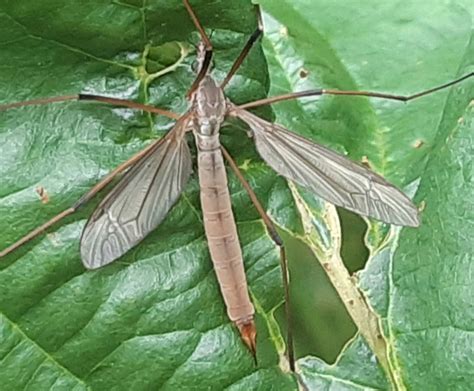 Photo - European crane fly - Tipula paludosa - Observation.org