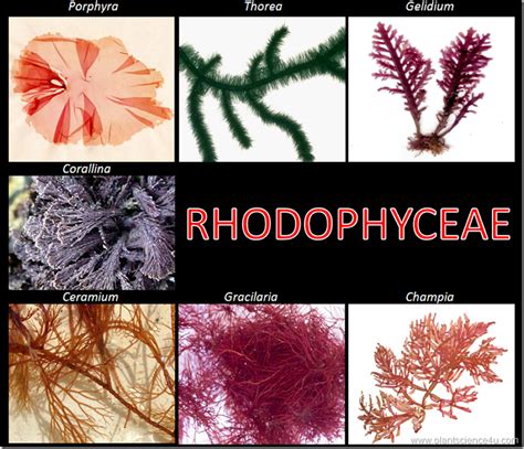 Example of Red algae (Rhodophyceae)