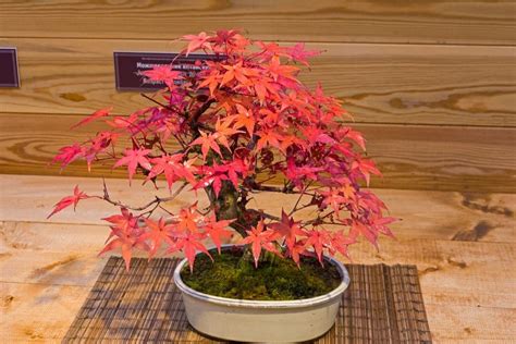26+ Bonsai Trees Red Maple Background – Floating Bonsai Tree Amazon