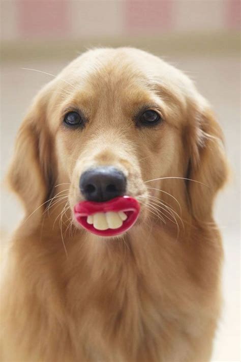 a close up of a dog's mouth with its tongue out and it is looking at the camera