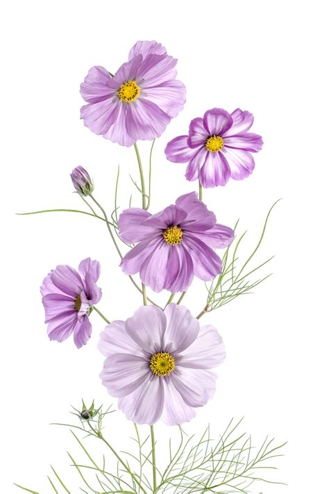 Cosmos | Flower art painting, Floral watercolor, Flower drawing