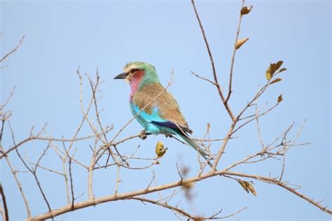 Bird photography leads to discovery of species, says ornithologist – BDC TV