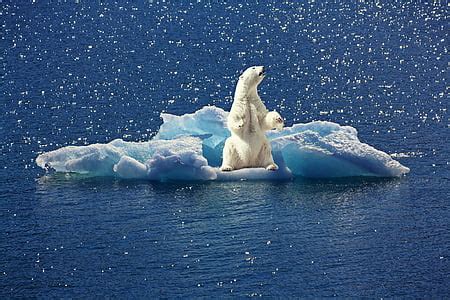 Royalty-Free photo: Polar bear on ice | PickPik