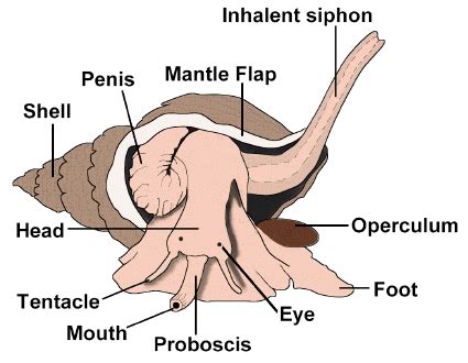 Fighting Conch - Digestive Systems in Various Phylums