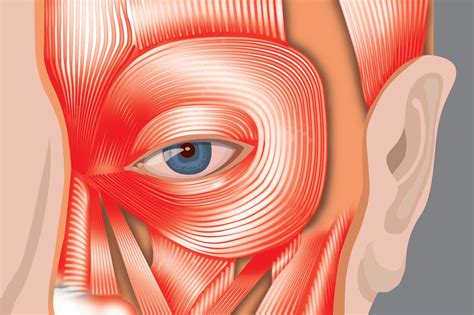 Illustration of eye muscles | Science illustration, Scientific ...