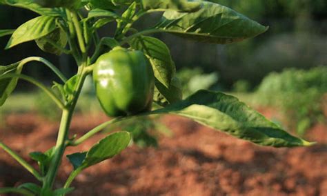 Growing Bell Peppers For Bright Colorful Harvests - Epic Gardening