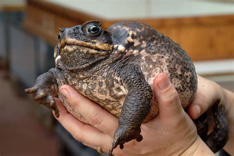 Cane Toad - Honolulu Zoo Society