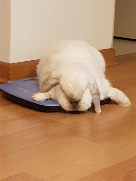 Scale > bed : r/buncomfortable