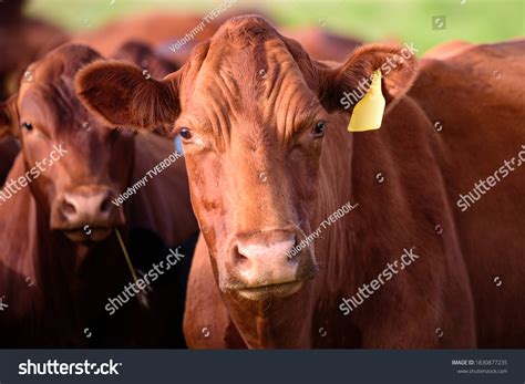 Close Dairy Cows Angus Cattle Farming Stock Photo 1830877235 | Shutterstock