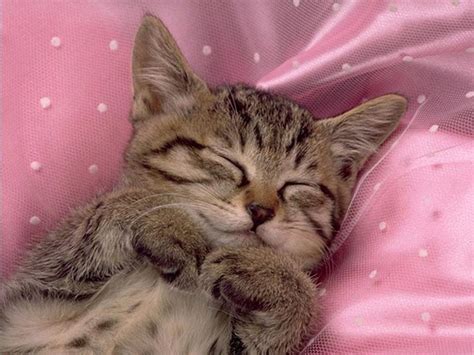 Cute Baby Kittens Sleeping / 18 Sleeping Pets That Are So Adorable That ...